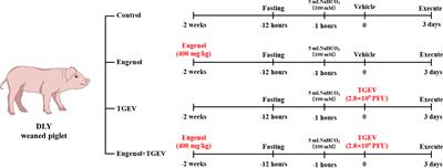 Eugenol alleviates transmissible gastroenteritis virus-induced intestinal epithelial injury by regulating NF-κB signaling pathway